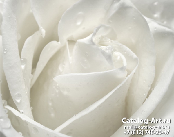 White roses 30